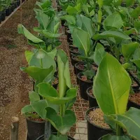 گل آپارتمانی مقاوم نیکولای