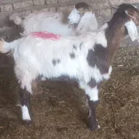 میش بز بزغاله|حیوانات مزرعه|تربت‌حیدریه, کوی شهید احمدزاده ملکی|دیوار