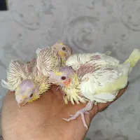 عروس هلندی سرلاکی