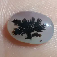 انواع شجرهای بینظیر و کلکسیونی