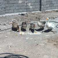 غاز