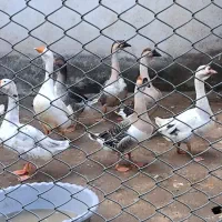 غاز اوکراینی و قو غاز