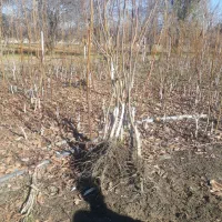 نهال گردو|خدمات باغبانی و درختکاری|مریوان, |دیوار