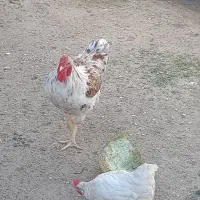 خروس ویاندوت نژاد دار خارجی زیبا