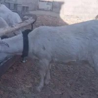 بزغاله سانن|حیوانات مزرعه|شهرضا, |دیوار