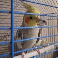 جفت عروس هلندی