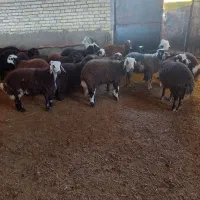 ۲۰عددبره‌پاییزه‌‌