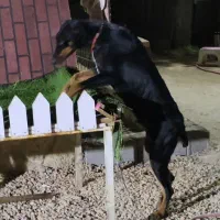 سگ دوبرمن ماده مشکی بلوطی|سگ|شیراز, تپه تلویزیون|دیوار