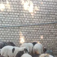 بره چاق