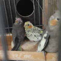 جوجه عروس هلندی|پرنده|پاکدشت, شهرک امام رضا|دیوار