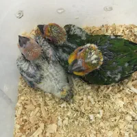 جوجه خورشیدی سرلاکی