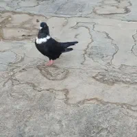کلاغ جوونه