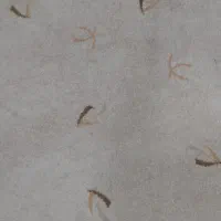 موکت جنس ظریف