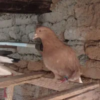 کفتر|پرنده|سبزوار, قصبه شرقی|دیوار