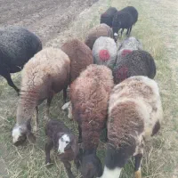 میش داشتی  آبستن  سنگین|حیوانات مزرعه|زالیان, |دیوار