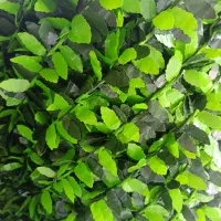 چمن دورنگ ۱۵ میل ۷۰۰ تومان