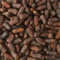 خرما پیارم|حراج|داراب, |دیوار