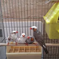 ۵عدد فنج نر وماده بالغ
