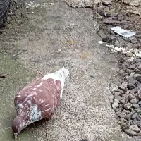 فروش کبوتر
