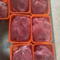 شتر مرغ