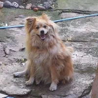 دوقلاده سگ|سگ|خلخال, |دیوار