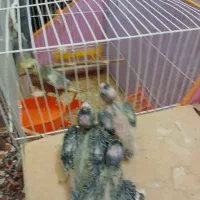 مفت‌جوجه
