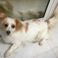 واگذاری رایگان سگ. پامر تریر.