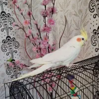 عروس هلندی نر