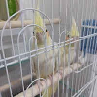 عروس هلندی|پرنده|خوی, |دیوار