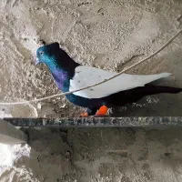 کفتر بوم صید