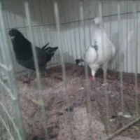 چند جفت کفتر ناب|پرنده|پارس‌آباد, |دیوار