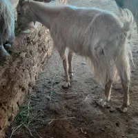 بز بز|حیوانات مزرعه|مشهد, شهید شهریاری|دیوار