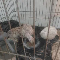 سه عدد بلدرچین یه نر و دوتا ماده واگذار میشه