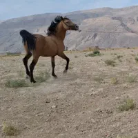 اسب نریان‌ دره‌شور|اسب و تجهیزات اسب‌سواری|مرودشت, تخت جمشید|دیوار