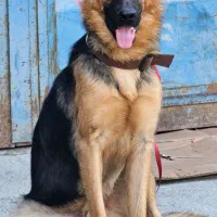 سگ ژرمن