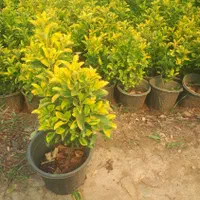 فروش شمشاد طلایی