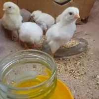 تخم مرغ لاری