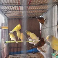 قناری طلایی|پرنده|رشت, منظریه|دیوار