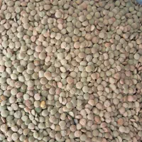 حبوبات ایرانی درجه ۱ نرخ عمده ارزان|خوردنی و آشامیدنی|کوهدشت, |دیوار