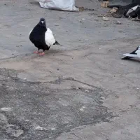 جفت کله سینه مقبول قلدر بی ارایش