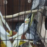 جوجه عروس یک ماه|پرنده|صومعه‌سرا, |دیوار