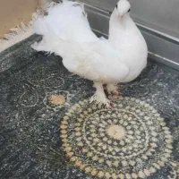 کبوترچتری|پرنده|قم, انصار‌الحسین|دیوار