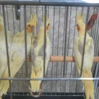 فروش عروس هلندی لوتنیو دو کت و یه کت|پرنده|اندیشه, اندیشه فاز ۱|دیوار