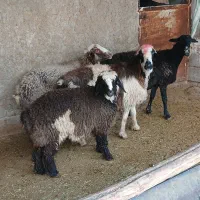 3 راس میش چاق بستنی|حیوانات مزرعه|مرودشت, استادیوم‎|دیوار