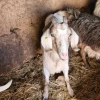 فروش ۴راس بز|حیوانات مزرعه|آباده, |دیوار