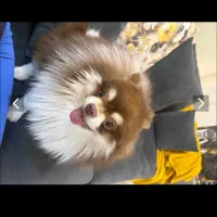 سگ پامر اسپیتز