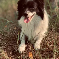 فروش نژاد های شیواوا و پامر اشپیتز هردو نر|سگ|سورک, |دیوار