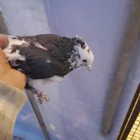 کبوتر|پرنده|همدان, |دیوار