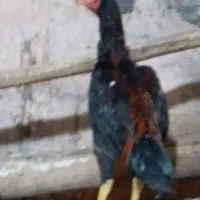 جوجه خروس لاری نسل دار