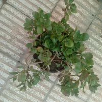 قاشقی|گل و گیاه طبیعی|سبزوار, شرق کال میانی|دیوار